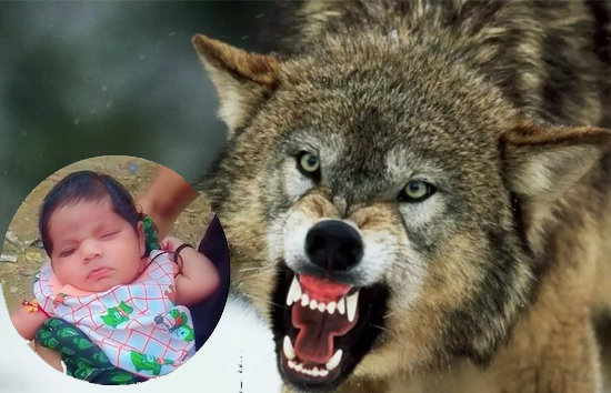 बहराइच में भेड़िया रिटर्न, बीती रात 3 माह की मासूम को बनाया निवाला, दो दिन पहले 7 साल की बच्ची को बना चुका था शिकार 