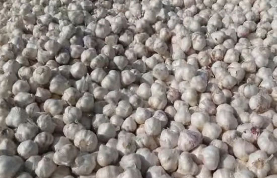 किसानों ने खेत में लगाए कैमरे, लहसुन चोरी होने से बचाने के लिए किया ऐसा 