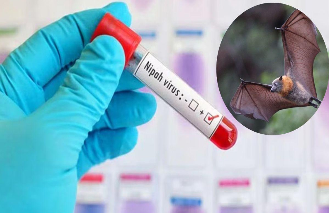 निपाह वायरस की चपेट केरल, स्वास्थ्य मंत्री ने बुलाई हाईलेवल मीटिंग, दिशा-निर्देश जारी 