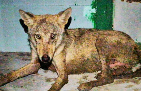 बहराइच में भेड़िये ने फिर लोगों पर किया हमला, 8 साल के मासूम की मौत, पूरा हाथ चबा डाला