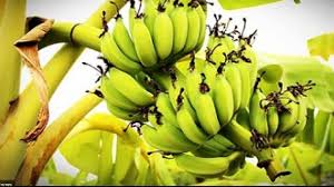 कच्चे केले से बनाने वाली ये 5 रेसिपी