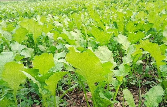 सरसों का साग खाने के हैं शौकीन...आसानी से घर में उगाएं, 30 दिन में होगा तैयार!