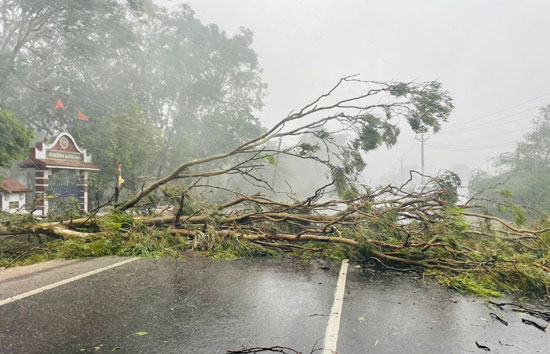 गुजरात में बिपरजॉय ने मचाई तबाही, 500 से अधिक पेड़ गिरे, 940 गांव अंधेरे में  