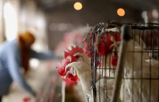 चीन में कोरोना के बाद इंसानों पर नए वायरस का हमला, चपेट में 4 साल का बच्चा