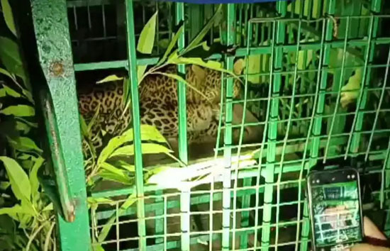 बहराइच : अयोध्यापुरवा में पकड़ा गया तेंदुआ, चार लोगों को बना चुका था निशाना, दहशत में लोग  