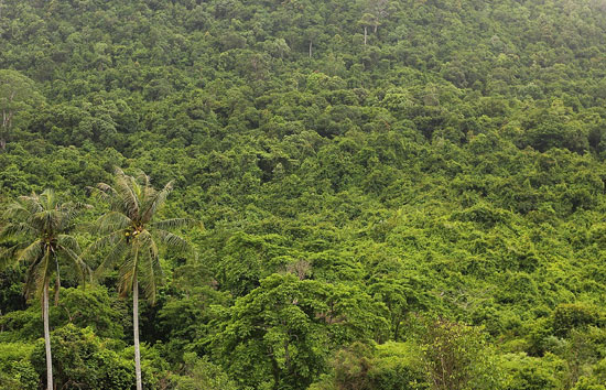 कोलंबिया में चमत्कार, दो सप्ताह पहले विमान दुर्घटना में जंगल से लापता हुए 4 बच्चे जिंदा मिले