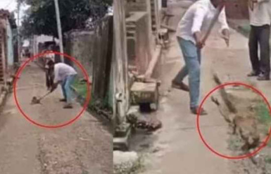 यूपी : इंसान बना जानवर, बंदर के बच्चे की लाठी-डंडे से पीट-पीट हत्या, मुकदमा दर्ज 