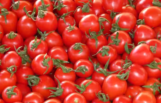 भारतीय कृषि अनुसंधान परिषद लाएगा ऐसा टमाटर, कर सकेंगे दोगुने समय तक स्टोरेज 
