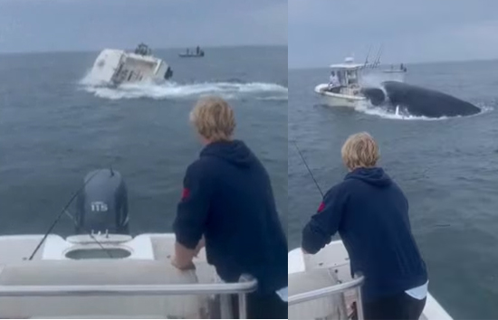 व्हेल ने समंदर के बीचो-बीच लगाई ऐसी छलांग, पलट गई फिशिंग बोट, सहम गए दूसरी बोट सवार लोग 