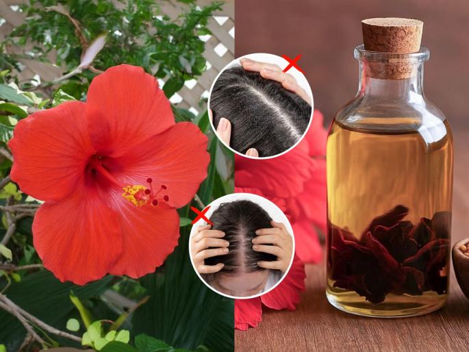 गुड़हल बालों के लिए होता हैं काफी फायदेमंद ऐसे करें उपयोग 