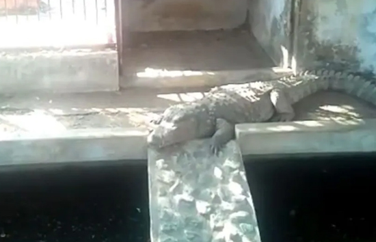 जिस घर पर आयकर टीम ने मारा छापा वहां मिले मगरमच्छ, देखकर अफसर रह गए दंग 