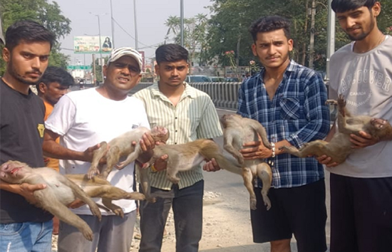 यूपी : बरेली में 5 बंदरों की मौत, पीएम रिपोर्ट में शरीर पर मिले चोट के निशान