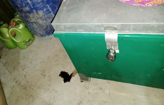 चार दिन से लापता महिला का घर के अंदर हरे बक्से में मिला शव, भाई ने तोड़ा ताला तो हुआ खुलासा  