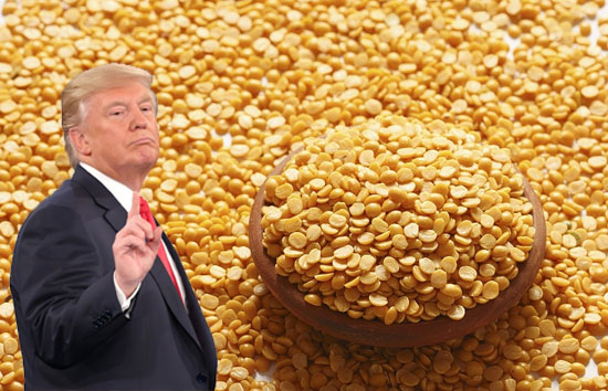 अमेरिकी सीनेटरों ने राष्ट्रपति ट्रंप को लिखी चिट्ठी...दाल से 30% टैक्‍स हटाए भारत