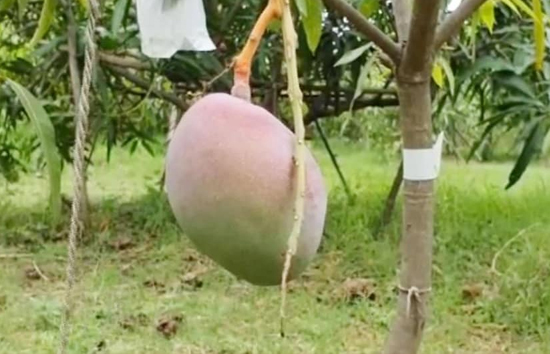 भारत में इस आम कीमत 2.7 लाख रुपये प्रति किलो! जानिए कहां होती है इसकी पैदावार 