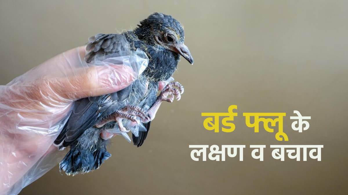 तेजी से फ़ैल रहा हैं Bird Flu जानें-  क्या हैं इसके लक्षण और कैसे करें बचाव?