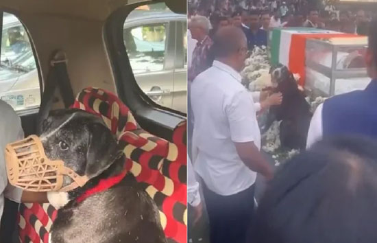 रतन टाटा जिस कुत्ते का नाम रखा था 'गोवा', अंतिम दर्शन करने के लिए पहुंचा 