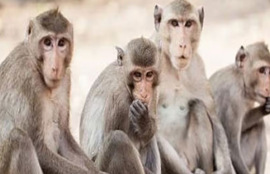 फिरोजाबाद :टूंडला रेलवे स्टेशन बंदरों की आपसी लड़ाई में राजधानी, तेजस समेत कई एक्सप्रेस ट्रेनें लेट 