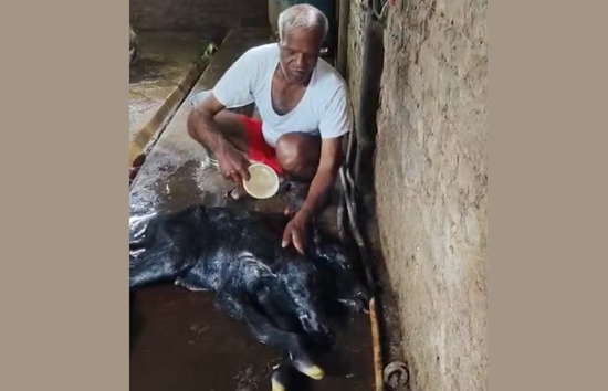 महाराष्ट्र : कोल्हापुर में भैंस ने दिया ने दो मुंह नवजात को जन्म, देखने लिए उमड़ी भीड़ 