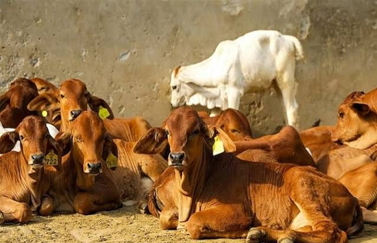 इस राज्य ने दिया गाय को 'राज्यमाता-गोमाता' का दर्जा, ऐसा करने वाला बना पहला स्टेट 