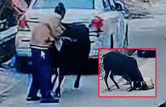 बरेली में सांड़ के हमले से 70 वर्षीय बुजुर्ग की मौत, वीडियो हुआ वायरल  