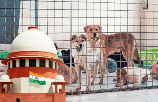 आवारा कुत्तों पर सुप्रीम कोर्ट का बड़ा फैसला...नसबंदी सही विकल्प, शेल्टर होम सिर्फ बीमार और आक्रामक कुत्तों रखा जाए