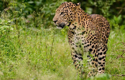 यूपी : बिजनौर में खेत में काम कर रही महिला पर तेंदुए ने किया हमला, मौत 