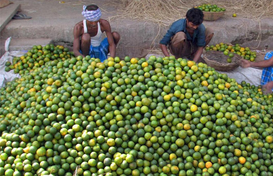 क्यों बढ़ रहे नींबू के दाम? ये दो बड़े कारण बन रहे वजह 