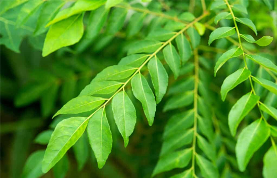 सुबह खाली पेट इस्तेमाल करें करी की 4 से 5 पत्तियां, ये 5 बीमारियां रहेंगी कोसों दूर 