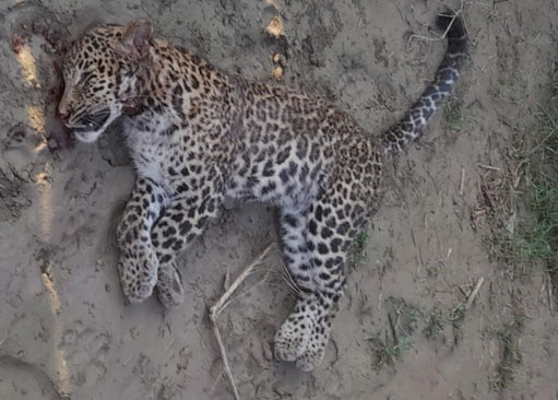 संदिग्ध परिस्थितियों में तेंदुए की मौत, खाली खेत में मृत मिला 