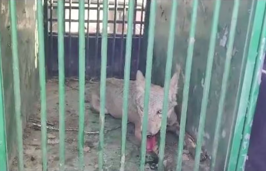 बहराइच में पकड़ा गया 5वां भेड़िया, 200 पुलिस वाले और 18 शूटरों की मदद से मिली कामयाबी 