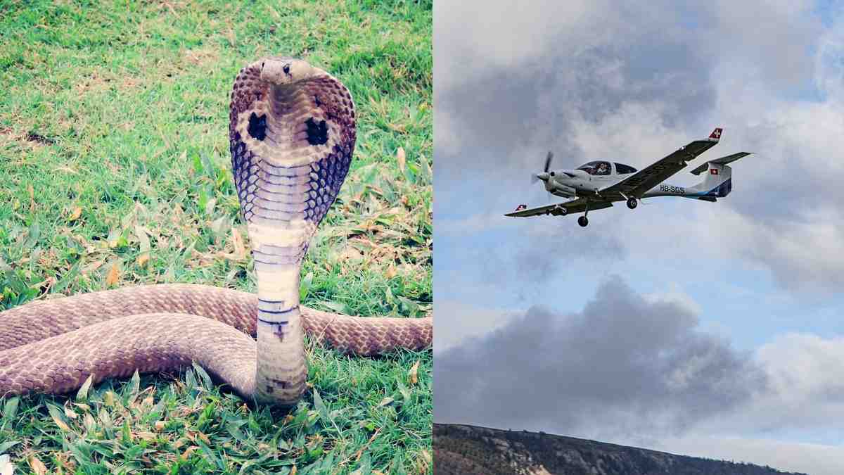 हवा में था विमान, तभी पायलट की सीट के नीचे निकला कोबरा, जानें कैसे बची सबकी जान