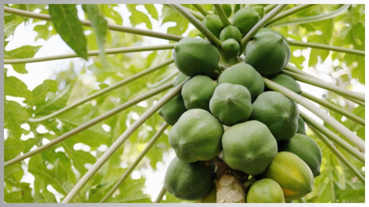  जानें - कच्‍चा पपीता खाएंगे तो आसपास भी नहीं भटकेंगी ये बीमार‍ियां 